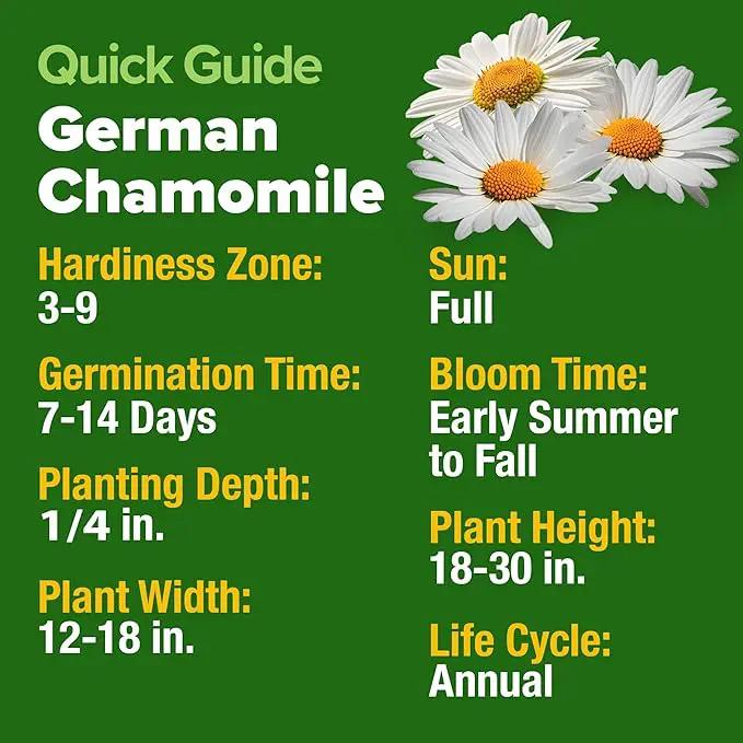 HOME GROWN 𝗨𝗦𝗔 𝗣𝗥𝗘𝗠𝗜𝗨𝗠 German Chamomile Seed Pack – 2,280 𝗡𝗢𝗡-𝗚𝗠𝗢 Heirloom Seeds for Planting for Sustainable Gardens and Soothing Medicinal Herbal Teas (Matricaria chamomilla) by GreenHaven Gardens