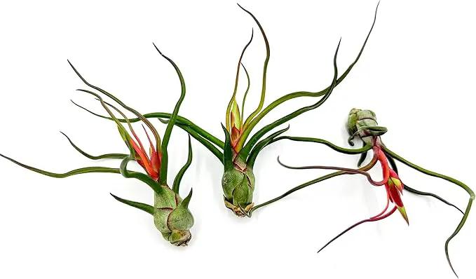 Air Plants - Flowering Tillandsia Bulbosa Guatemala, Large 3-5" - 3ct - Live Arrival Guaranteed - House Plants for Home Decor & Gift by GreenHaven Gardens