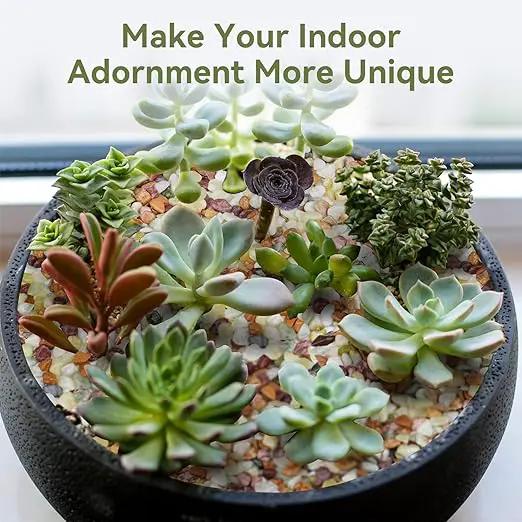 10 lbs Pebbles for Indoor Plants, Succulent Rocks, 3/8" Polished Pebbles for Bamboo, Vase, Terrarium, Natural Decorative Small River Rocks for Crafts, Cactus, Outdoor Garden Landscaping by GreenHaven Gardens