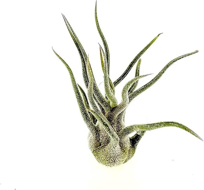 Air Plants - Tillandsia Pruinosa, Large 3-5" - 5ct - Live Arrival Guaranteed - House Plants for Home Decor & Gift by GreenHaven Gardens