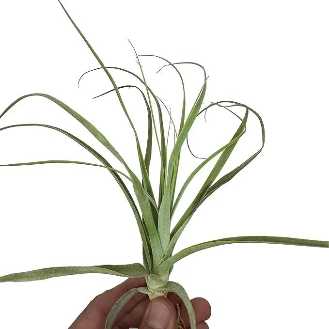 Air Plants - Tillandsia Straminea Jumbo 6-9" - 2ct - Live Arrival Guaranteed - House Plants for Home Decor & Gift by GreenHaven Gardens