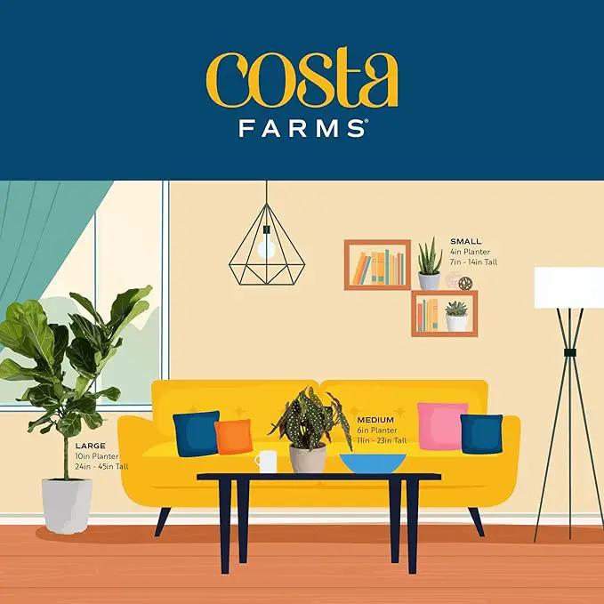 Costa Farms Burgundy Rubber Plant, Live Indoor Ficus Elastica Tree, Live Indoors Houseplant in Décor Planter Pot, Potting Soil Mix, Gift for Housewarming New House, Home or Office Decor, 2-3 Feet Tall by GreenHaven Gardens