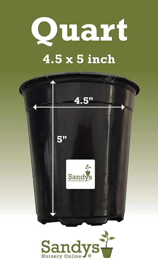Thuja Green Giant Arborvitae Lot of 4, Quart Pot by GreenHaven Gardens