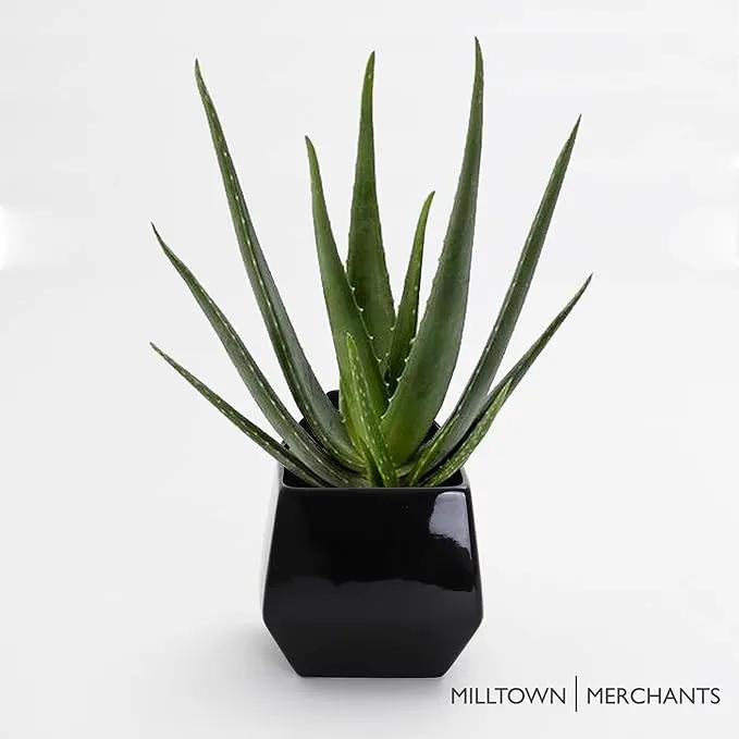 Milltown Merchants Succulent Wall Planters - Wall Vases - White Ceramic Wall Mounted Planters - Succulent Plant Pots - Hanging Vases for Living Wall (1 Pack/Contemporary/Black) by GreenHaven Gardens