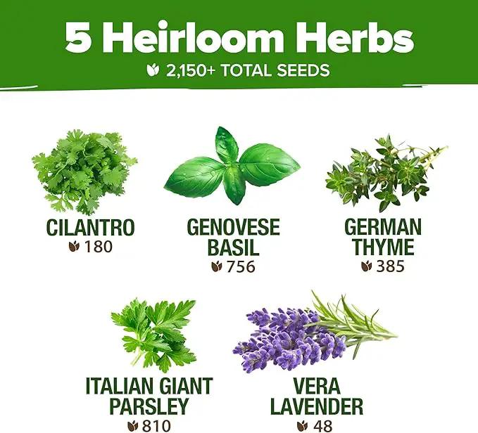 HOME GROWN 5 Herb Seeds for Planting 2,150+ Non-GMO Heirloom Seeds | Extra Large Variety Pack Herb Kit – Indoor Outdoor & Hydroponic | Culinary Seed Set | Grow Your Own Herbs | Gift for Beginners by GreenHaven Gardens