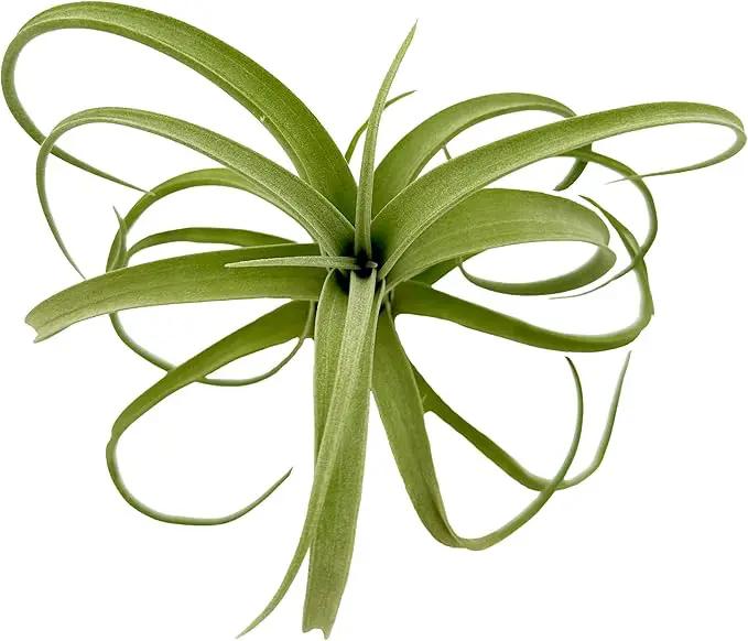 Live Air Plants - Tillandsia Curly Slim Jumbo – 1 Count 5-9 inches – Ideal for Gifts & Presents, Live Indoor Plants & Live House-Plants – Live Plants for Home décor, 30 Day Guarantee by GreenHaven Gardens