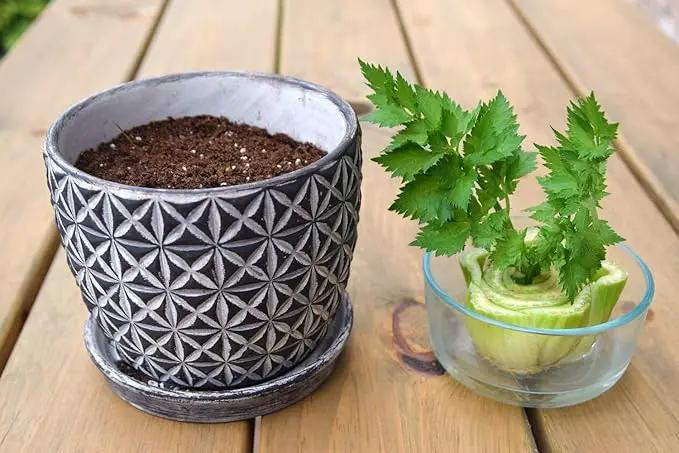 Premium Celery Potting Soil Mix - Optimal Nutrient-Rich Blend for Thriving and Crisp Celery Plants - 1 Quart by GreenHaven Gardens