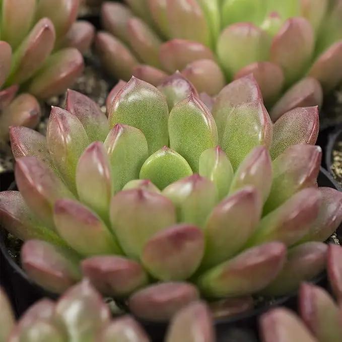 Altman Plants Desert Fire Live Succulents 4-Pack, Mini Plants Succulent Mix, Live Plants, Mini Succulents, House Plants, Live Succulent Plants, Outdoor & Indoor Plants for Event, Wedding, Kid Crafts by GreenHaven Gardens