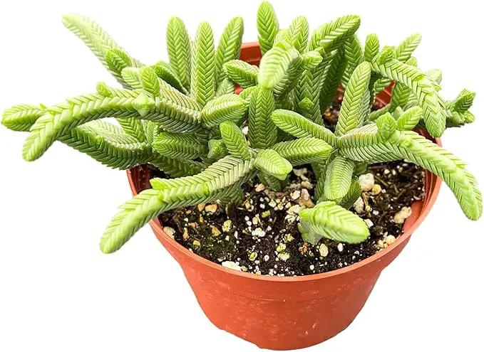 Live Succulent Plants Green Pagoda Mini Jade, Easy Care Potted Succulents, Approx 4" D x 9" H, Indoor Houseplant, Unique Gifts, Home Office Décor by GreenHaven Gardens