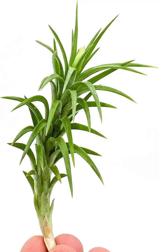 Live Air Plants – Tillandsia Araujei, Large 5” – 1ct – Live Arrival Guaranteed – House Plants for Home Décor & Gift by GreenHaven Gardens