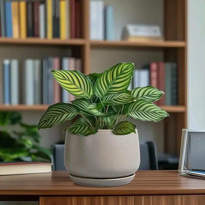 G EPGardening Ceramic Pots for Plants 7 Inch - Large Ceramic Planters for Indoor Plants Outdoor Modern Flower Pot with Drainage Holes and Saucer for Office Garden Patio Grey by GreenHaven Gardens