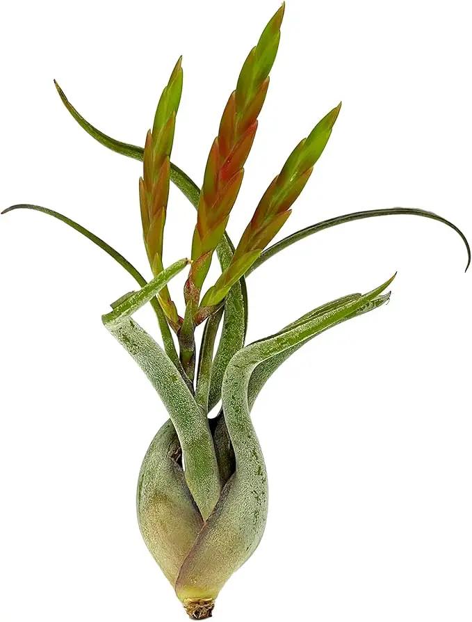 Air Plants - Flowering Tillandsia Caput Medusae, Large 5-7" - 1ct - Live Arrival Guaranteed - House Plants for Home Decor & Gift by GreenHaven Gardens