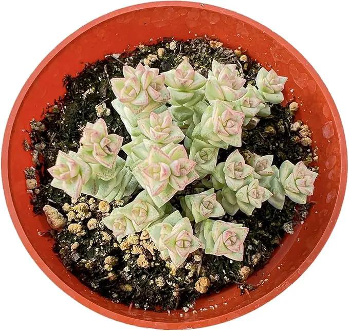 Live Succulent Plants Crassula 'Tom Thumb' Variegated, Easy Care Potted Succulents, Approx 4" D x 4" H, Indoor Houseplant, Unique Gifts, Home Office Décor by GreenHaven Gardens