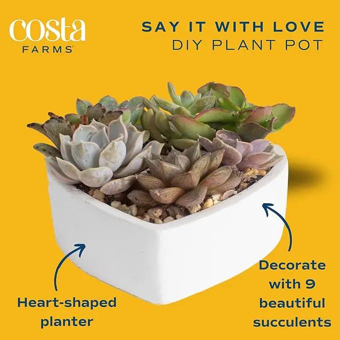 Costa Farms Mini Succulent DIY Heart Kit Fully Rooted, 2-inch Live Indoor Plant, 4-Inches Tall, Heart Frame DIY Kit| Valentines Day Gift | Valentines Day Decoration by GreenHaven Gardens
