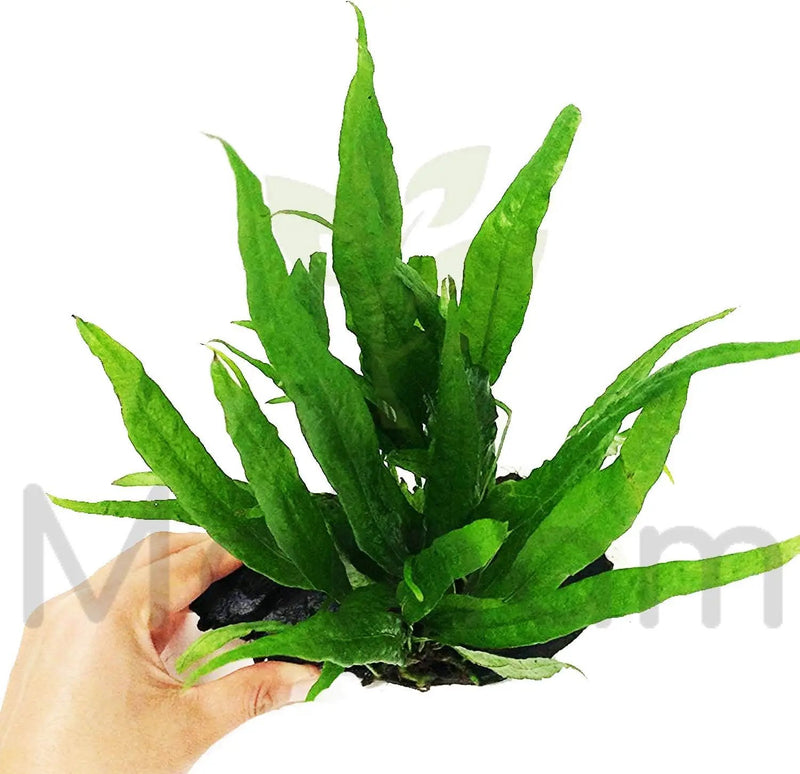 Java Fern Planted on Driftwood Microsorum Pteropus Freshwater Easy Low Light Live Aquarium Plant Decorations 3 Days Guarantee by Mainam by GreenHaven Gardens