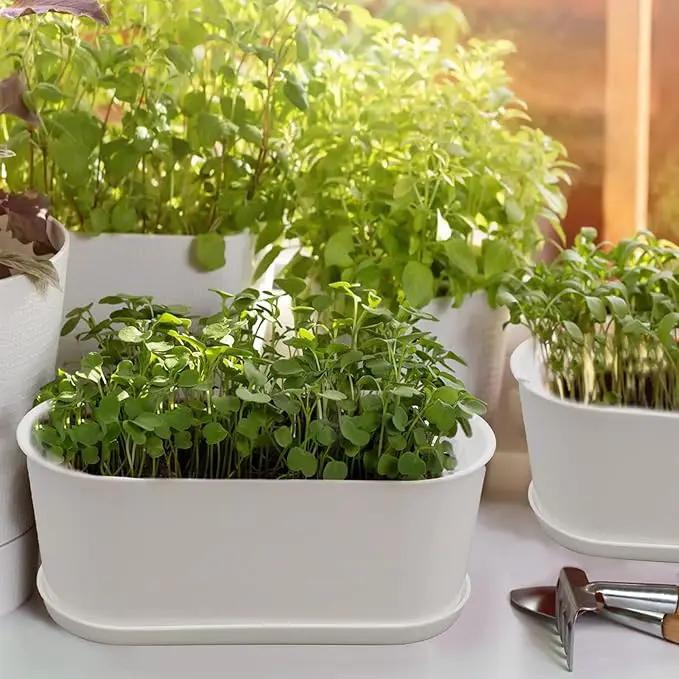 10-Pack Herb Planter with Saucer for Plant Window Box, Plastic Planter with Multiple Drainage Holes and Tray for home Garden Succulents Modern Decorative Window Planter Box Flower Pots Gardening Pot by GreenHaven Gardens