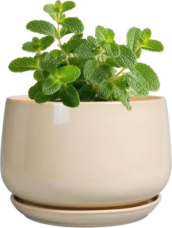 G EPGardening 4 inch Plant Pots - Ceramic Planter with Drainage Hole & Saucer, Small Plant Pots for Indoor Outdoor, Round Succulent Pot, Modern Decorative Flower Pot, Desk Decor, Garden Gifts, Beige by GreenHaven Gardens