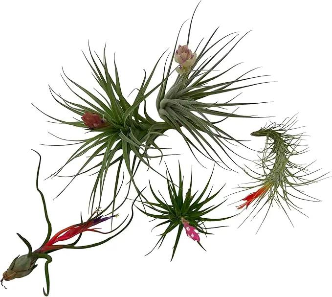 Air Plants - Elsker Gift Box - Large 4" - 5ct - Live Arrival Guaranteed - House Plants for Home Decor & Gift by GreenHaven Gardens