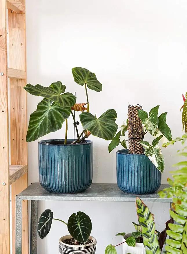 LE TAUCI Ceramic Pots for Plants, 8.3+6.9+5.7 inch Plant Pots Indoor, Flower Pots with Drainage Holes, Medium Cylinder Planters Pot for Indoor House Plants, Set of 3, Glaze Ocean Blue by GreenHaven Gardens