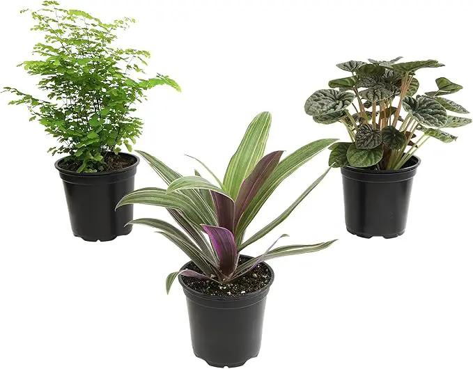 Essential Houseplant Collection (3PK) Live Plants Indoor Plants Live Houseplants in Plant Pots, Easy House Plants Indoors Live, Snake Plant, Pothos in Potting Soil, Clean Air Plants by Plants for Pets by GreenHaven Gardens