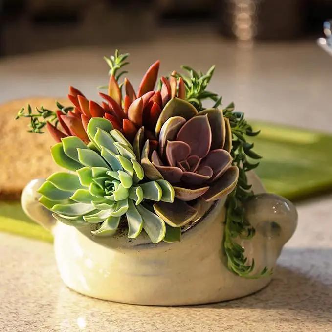 Altman Plants, Live Succulents Plants (50 Pack), Nursery Pots Variety Pack, Bulk Succulents Plants Live Plants Indoor Plants Live House Plants Indoors Live Indoor Plants Live Houseplants Live Indoor by GreenHaven Gardens