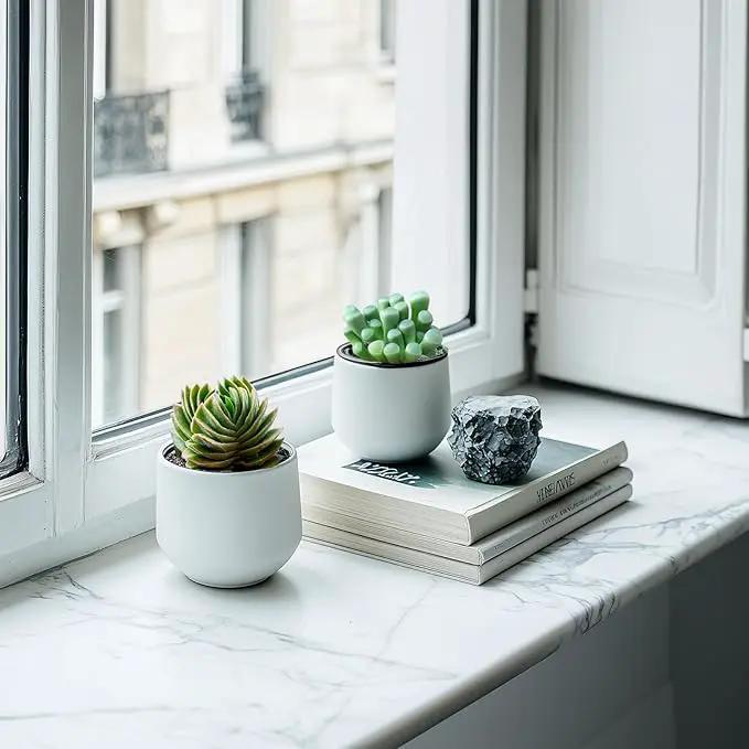 2" Live Succulent Crassula cv. Buddha's Temple, Succulent Plants Fully Rooted in Pots, Unique House Plant for DIY, Party Favor, Home Office Decoration by GreenHaven Gardens