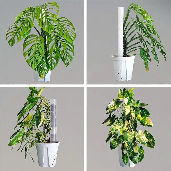 Plastic Moss Pole 4 Pcs Plant Stakes Extending to 62 Inch for Training Indoor Climbing Plants Such as Monstera to Grow Upwards-Use Plant Support Poles Work with Sphagnum Moss or Other soils by GreenHaven Gardens