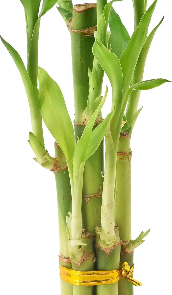 Arcadia Garden Products 5-Stem Lucky Bamboo, Live Indoor Plant in Dimension II Ceramic Planter for Home, Work, or Gift, Tan ***Cannot Ship to Hawaii*** by GreenHaven Gardens