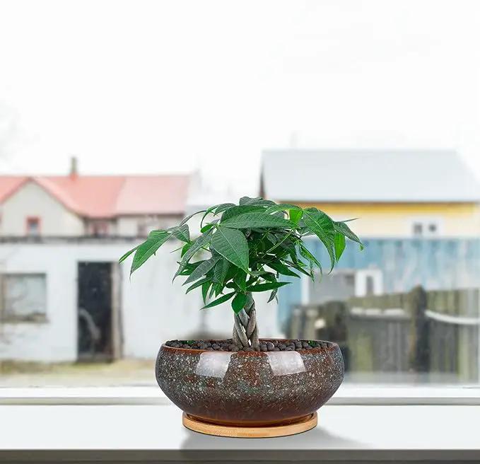 8 Inch Ceramic Bonsai Planter Pot, Glazed Shallow Succulent Planter with Drainage Hole and Bamboo Saucer for Indoor Plants, Brown by GreenHaven Gardens