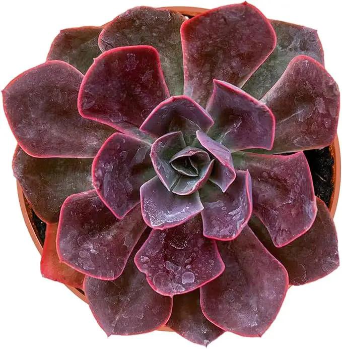 4-inch Succulent Echeveria 'Rob Roy', Live Succulents Plants Fully Rooted in Pots with Soil, Easy-Care House Plants for DIY, Home Office Decoration by GreenHaven Gardens