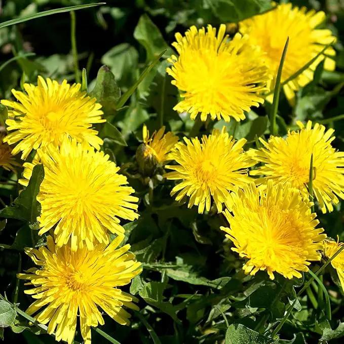 Premium Taraxacum Dandelion Seeds - 5000 Non-GMO Heirloom Purple-Stem Dandelion Seeds for Planting, Herbal Tea & Pollinators –Most Medicinal Variety (Taraxacum) by GreenHaven Gardens