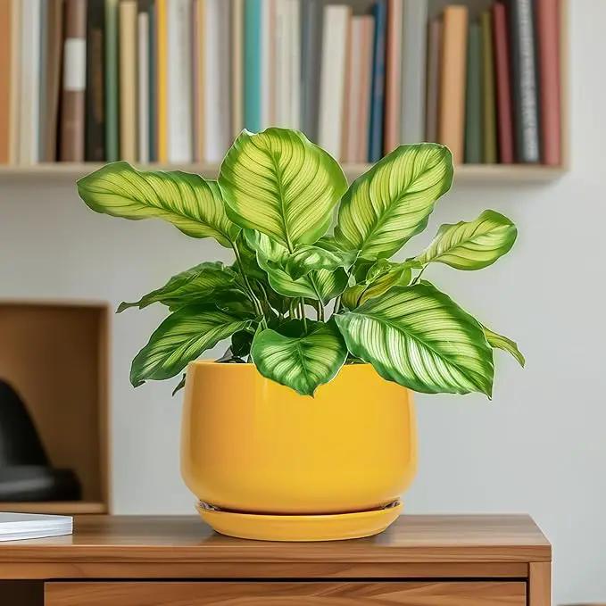G EPGardening Ceramic Plant Pot - 6 Inch Ceramic Planter with Drainage Hole and Tray, Modern Round Planter, Flower Pot for Indoor Outdoor Plants, Plants Lovers Gifts, House Garden Decor, Yellow by GreenHaven Gardens