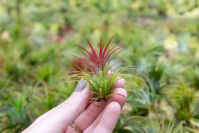 Air Plants Ionantha Mexican - Colors and Shape Varies Due to Seasonality-Live Tillandsia Succulent House Plants - Available in Wholesale and Bulk - Home and Garden Decor-Easy Care Plants (Pack of 5) by GreenHaven Gardens