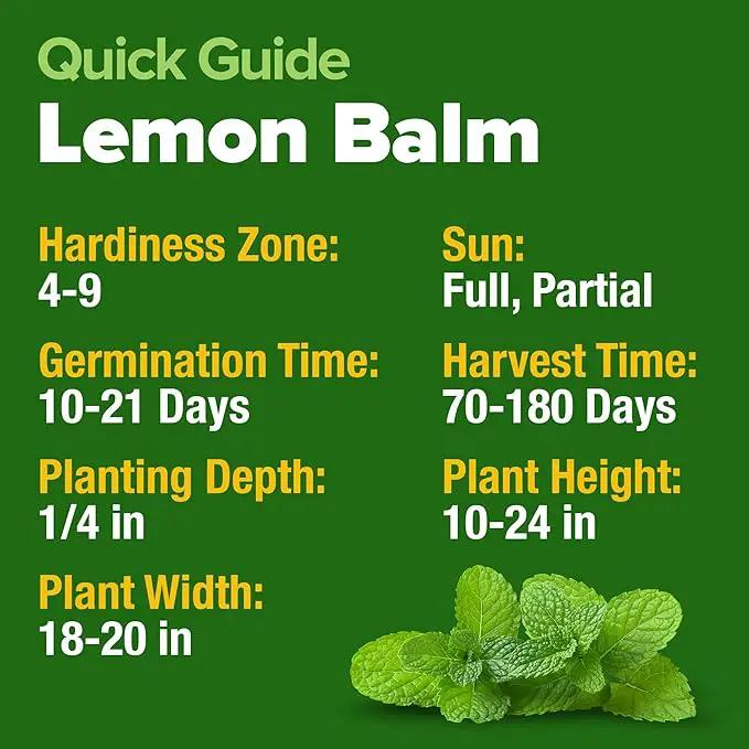 HOME GROWN 𝗨𝗦𝗔 𝗣𝗥𝗘𝗠𝗜𝗨𝗠 Lemon Balm Seed Pack - 403 Non-GMO USA Heirloom Herbal Tea Seeds - Bulk Lemon Balm Seeds for Planting Gardens Indoors or Outdoors - Herb Seeds (Melissa officinalis) by GreenHaven Gardens
