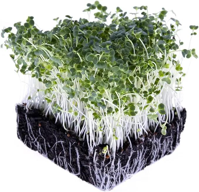 Broccoli Seeds for Sprouting & Microgreens | Waltham 29 Variety | Non GMO & Heirloom Seeds | Bulk 1 LB (16 oz) Resealable Bag | Rainbow Heirloom Seed Co. by GreenHaven Gardens