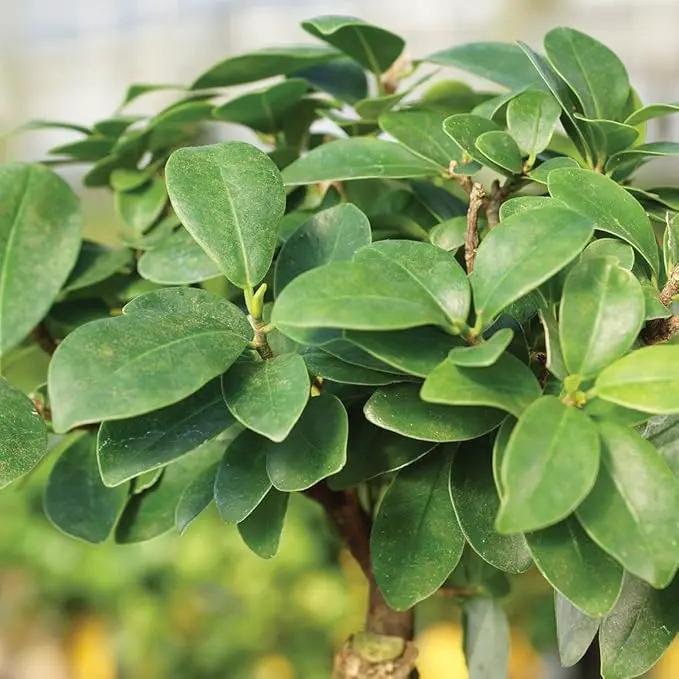 Brussel's Bonsai Live Ginseng Grafted Ficus Indoor Bonsai Tree Gift Set - Small, 4 Years, 6 to 8 in - Ceramic Bonsai Pot, Fertilizer, and Humidity Tray by GreenHaven Gardens