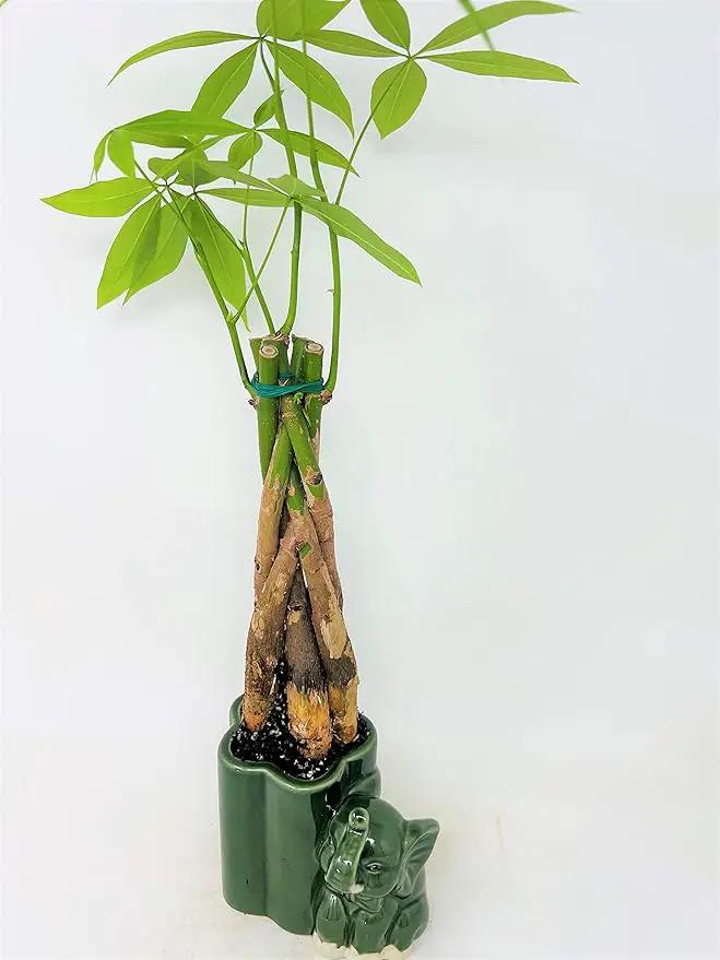 Jmbamboo - Live 10"-12" Money Tree Bonsai-and elephant ceramic pot. by GreenHaven Gardens