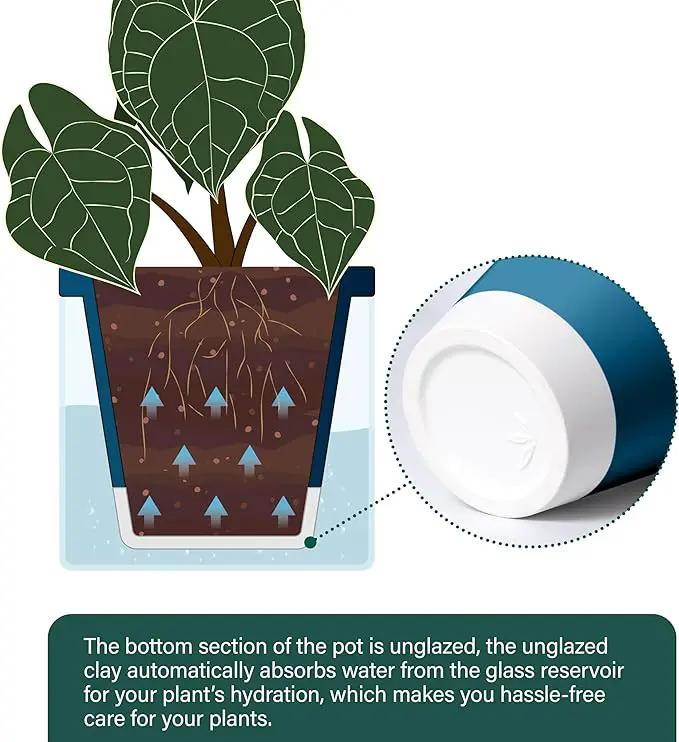 D'vine Dev 6 Inch Design Self Watering Planter for Indoor Plants, Blue Terracotta Pot with Cylinder Glass Cup, 37-X-B-4 by GreenHaven Gardens