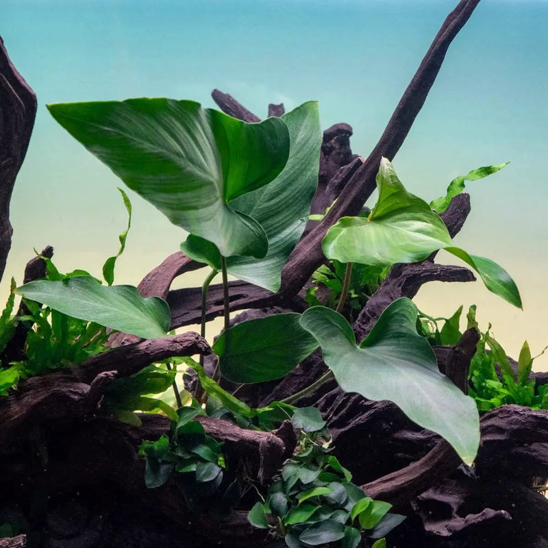 Anubias Live Aquarium Plants - Potted Freshwater Plant for Fish Tanks, Terrariums - Beginner Friendly Low Light (Hastifolia, 1 Pot) by GreenHaven Gardens
