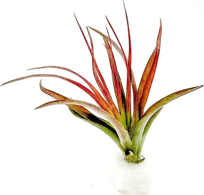 Air Plants - Tillandsia Brachycaulos Abdita, Large 4-6" - 2 ct - Live Arrival Guaranteed - House Plants for Home Decor & Gift by GreenHaven Gardens