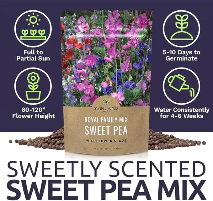 Sweet Pea Seeds Royal Mix - Bulk 1/4 Pound Bag - Over 1,400 Seeds - Large Fragrant Lavender, Purple, Red, Pink and White Blooms by GreenHaven Gardens