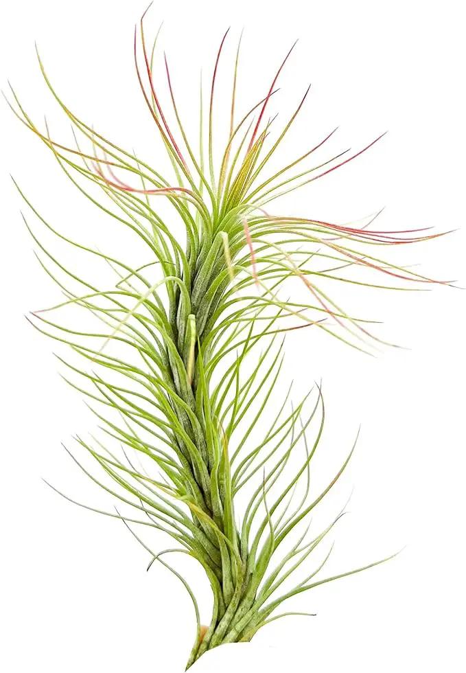 Air Plants - Tillandsia Funckiana, Large 5" - 1ct - Live Arrival Guaranteed - House Plants for Home Decor & Gift by GreenHaven Gardens