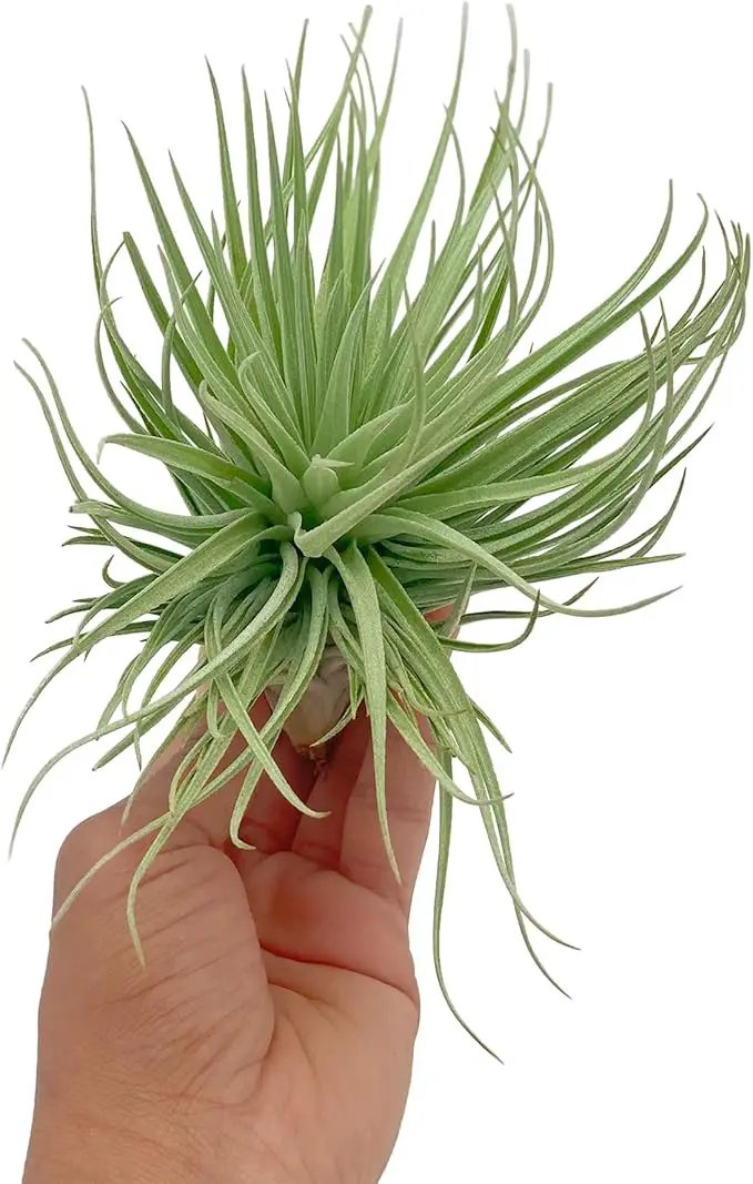 Air Plants - Flowering Tillandsia Rose BAER, Large 5" - 3ct - Live Arrival Guaranteed - House Plants for Home Decor & Gift by GreenHaven Gardens
