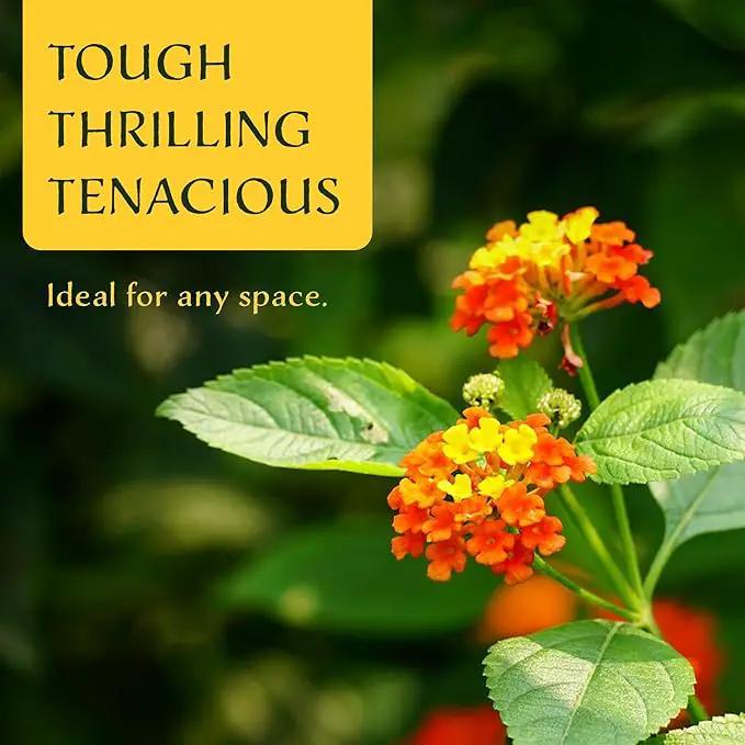 6 Dallas Red Lantana | Live Plants in 2.5-inch Nursery Cubes | Lantana Camara 'Dallas Red' Variety | Hardy Evergreen Perennial Shrub | Fiery Vibrant Blooms for Home & Garden by GreenHaven Gardens