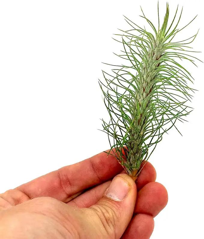 Air Plants - Colombian Tillandsia Funckiana, Large 5" - 2ct - Live Arrival Guaranteed - House Plants for Home Decor & Gift by GreenHaven Gardens