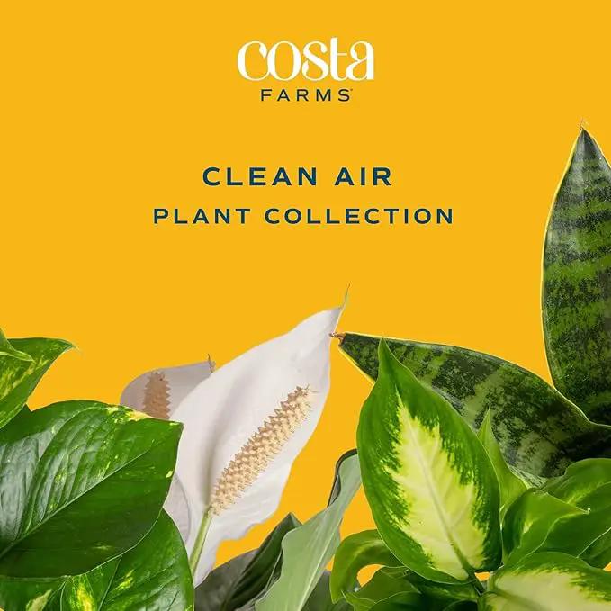 Costa Farms Live Plants (Pack of 2), Easy to Grow Real Indoor Houseplants, Air Purifying Plants, Grower's Choice in Home Décor Indoors Plant Pots, New House Gift or Room Décor by GreenHaven Gardens