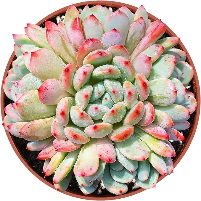 4-inch Succulent Echeveria 'Biante', Live Succulents Plants Fully Rooted in Pots with Soil, Easy-Care House Plants for DIY, Home Office Decoration by GreenHaven Gardens