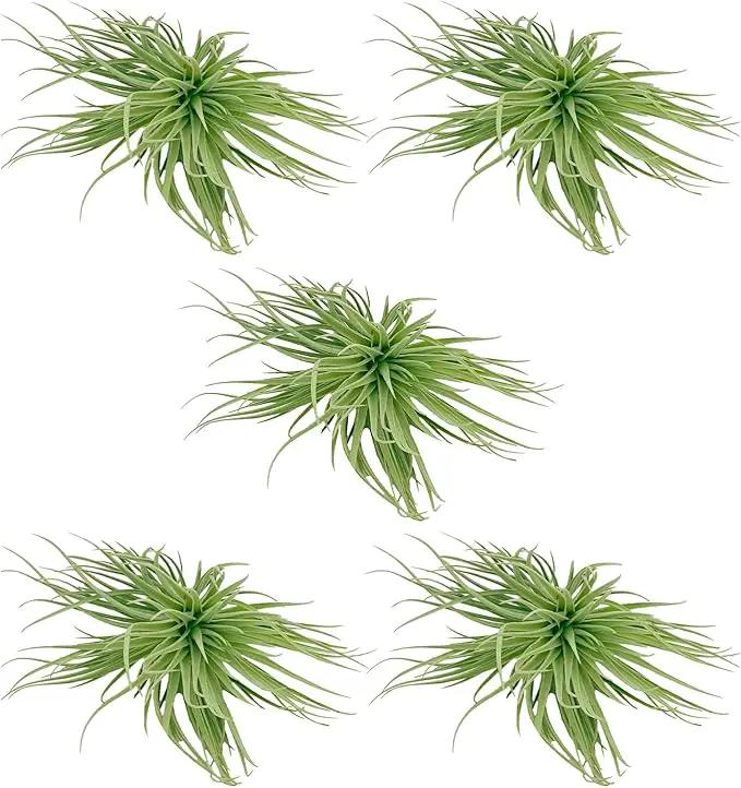 Air Plants - Flowering Tillandsia Rose BAER, Large 5" - 5ct - Live Arrival Guaranteed - House Plants for Home Decor & Gift by GreenHaven Gardens