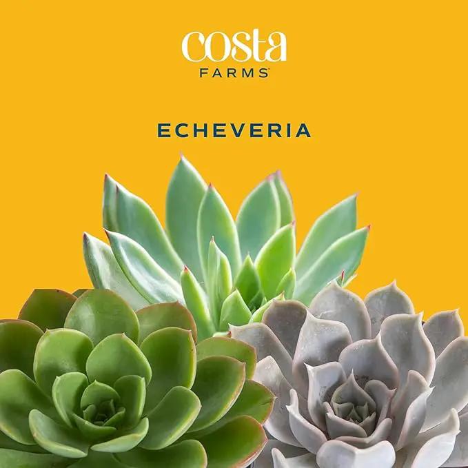 Costa Farms Echeveria, Mini Succulent Plant in Best Mom Ever Wood Decor Planter, Live Indoor Houseplant in Cute Cactus Decor, Great Mother's Day Gift