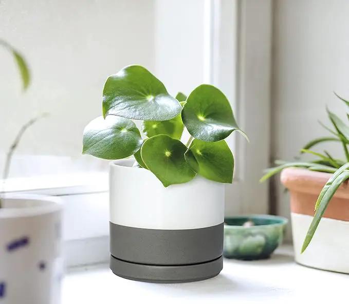 D'vine Dev Ceramic Planter Pot with Drainage Hole and Saucer, Indoor Cylinder Round Flower Pot, 4.6 Inch, White/Speckled Grey, 94-O-B-6 by GreenHaven Gardens